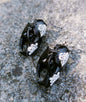 Animal Skull Earrings