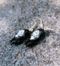 Animal Skull Earrings